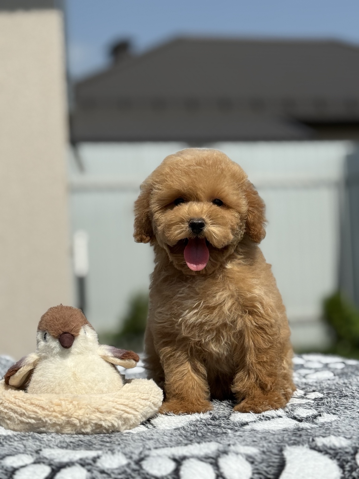 Toffy adlı Poodle yavrusunun güncel fotoğrafı